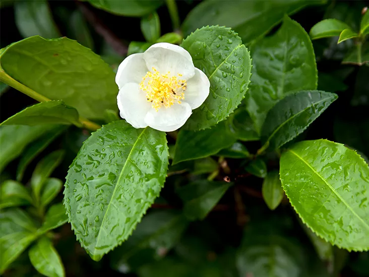 Camellia sinensis ‘Lipton Tea’