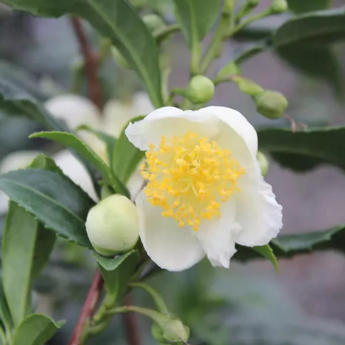 Camellia sinensis