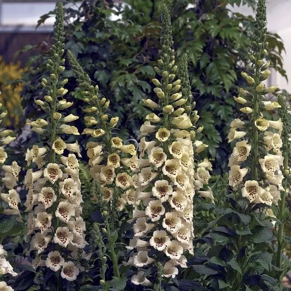 Camelot Cream Foxglove – #1 Container