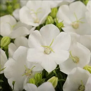 Campanula c. 'Rapido White' (30)ct Flat