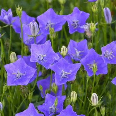 Campanula c. 'Violet Teacups' PPAF (30)ct Flat