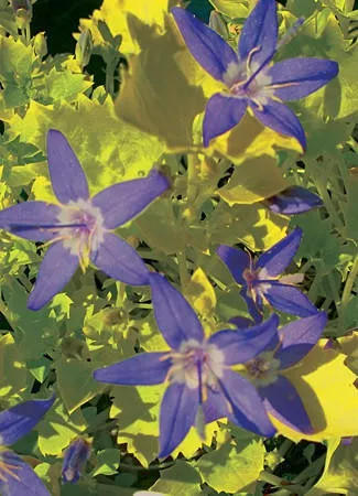 Campanula 'Dickson's Gold'(30)ct Flat