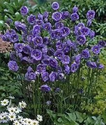 Campanula p. 'La Belle' (30)ct Flat