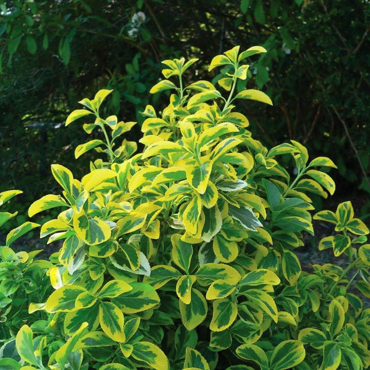 Canadale Gold Euonymus # 3 Container