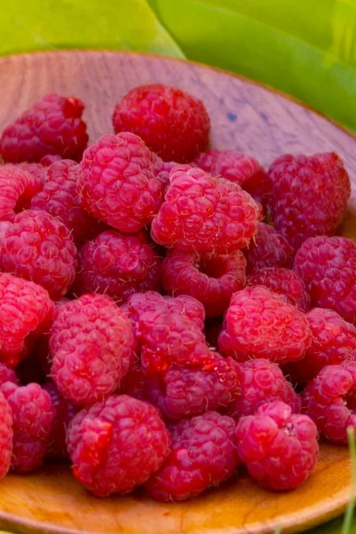 Canby Thornless Raspberry Bush - 1 Gallon Pot