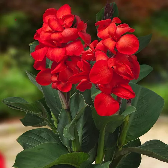 Canna ‘Happy Carmen’