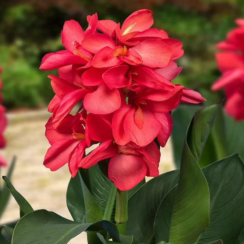 Canna ‘Happy Isabel’