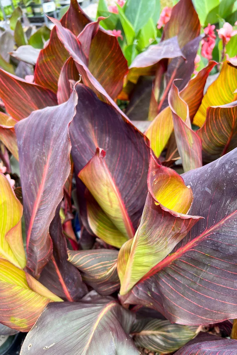 Canna Tropicana