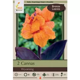 Canna Wyoming 2PK