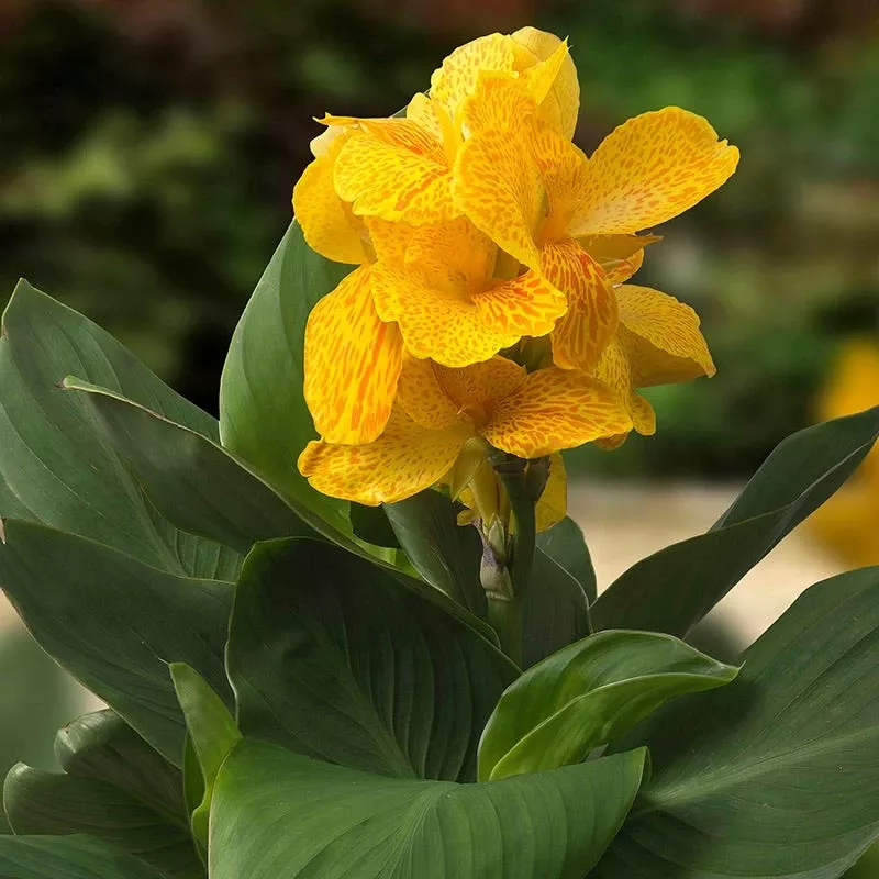 CannaSol™ Happy Emily Canna Lily