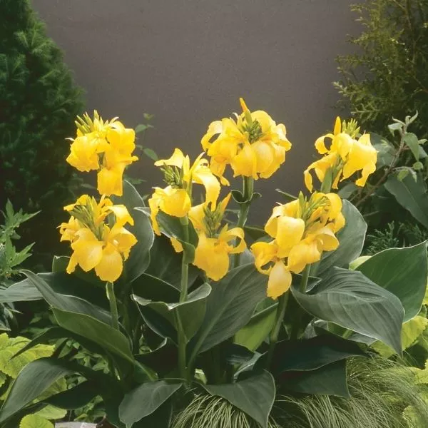Cannova Yellow Canna – #1 Container