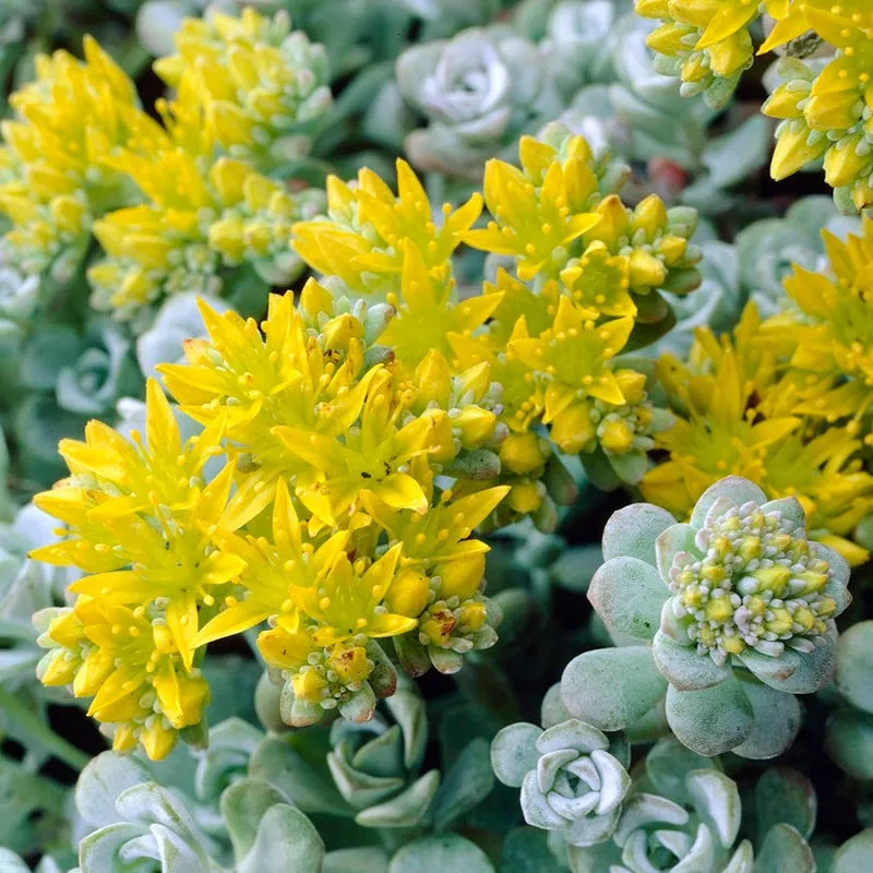 Cape Blanco Sedum