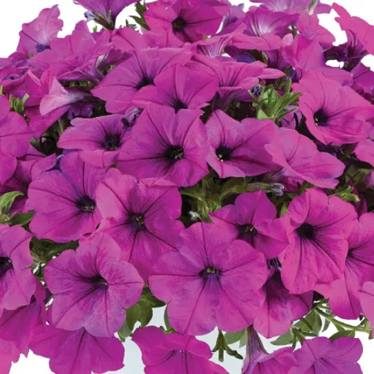 Capella Purple Petunia