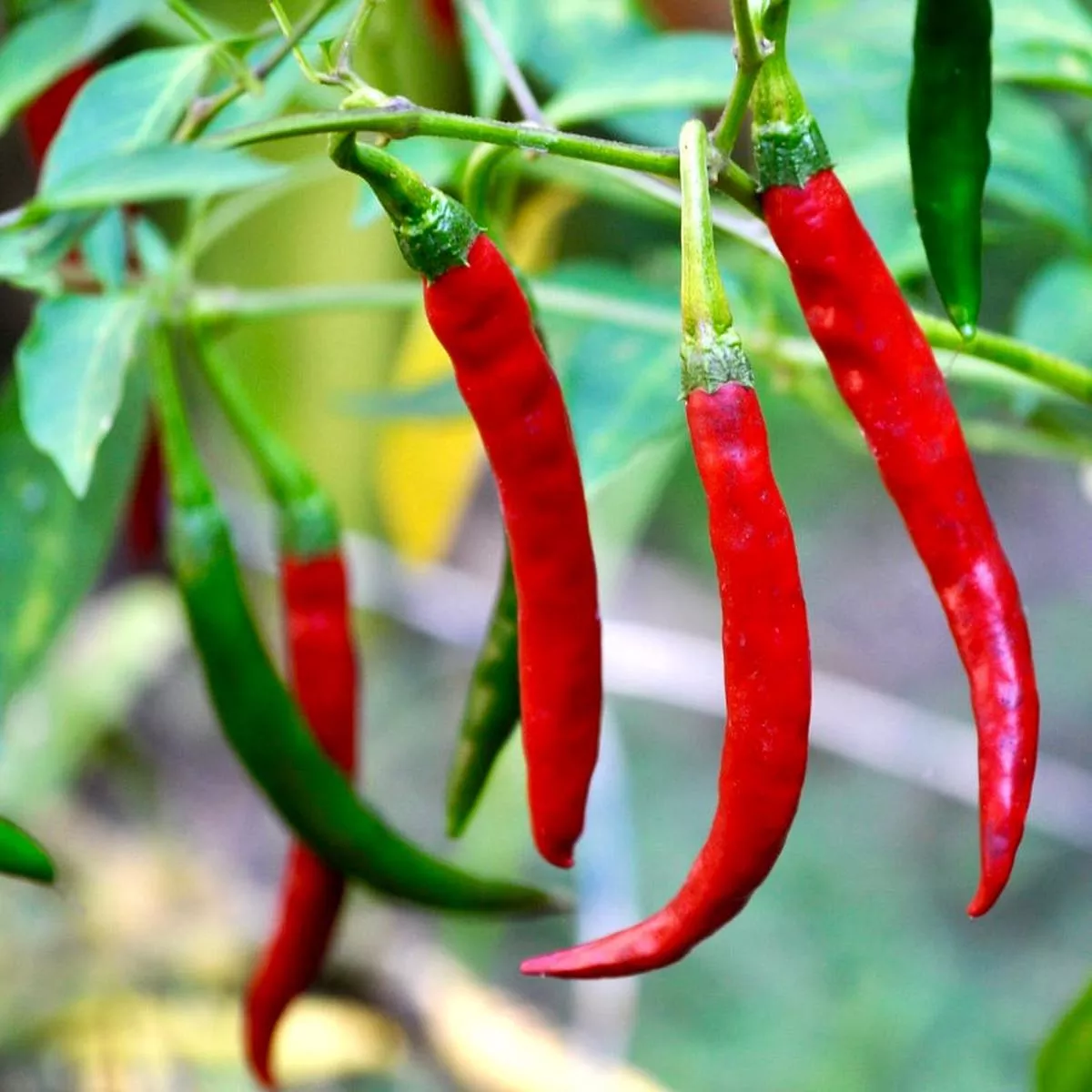 Capsicum annuum var. acuminatum’Cayenne Pepper ’ SEEDS