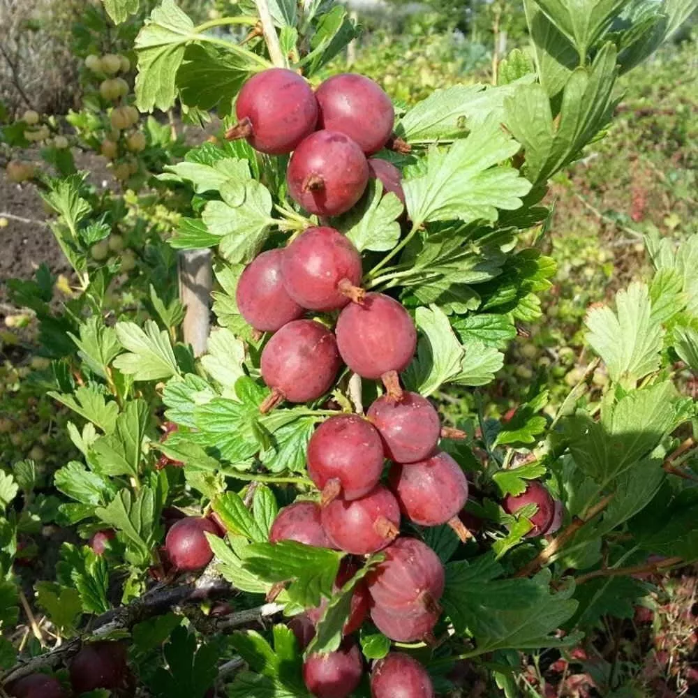 Captivator, Gooseberry (Less Thorny)