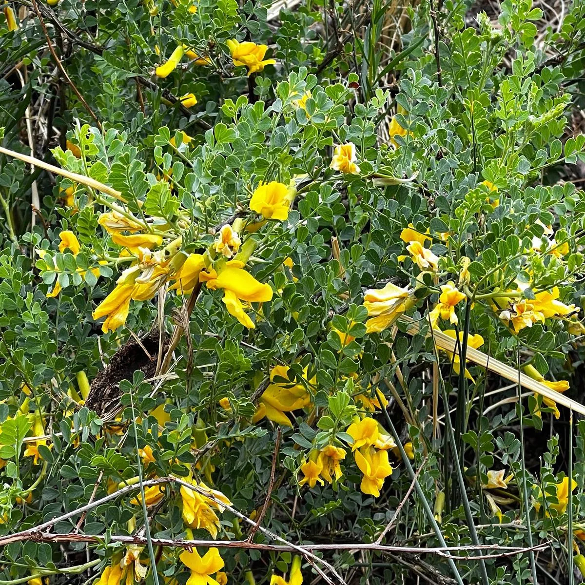 Caragana microphylla