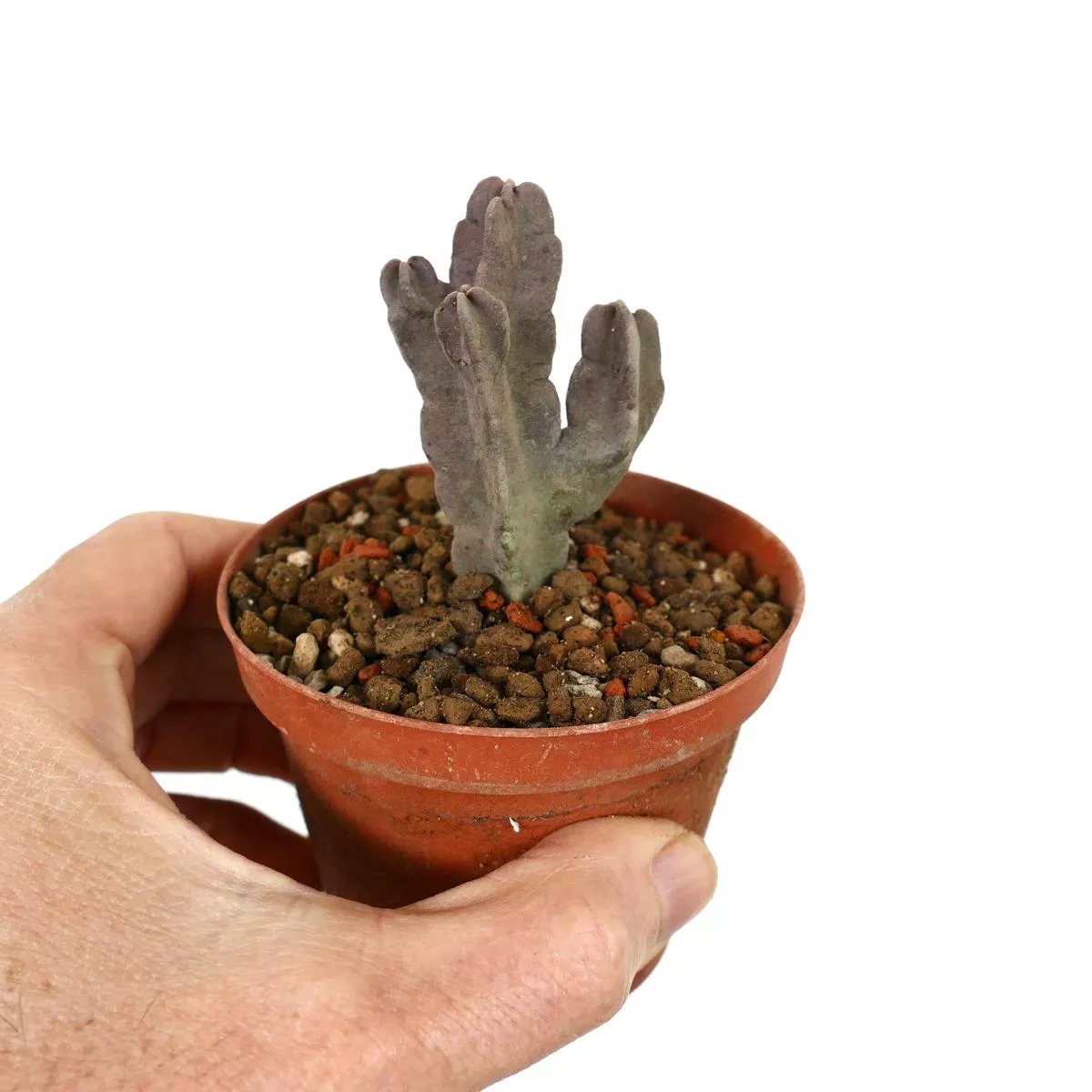Caralluma flava (3 branches)