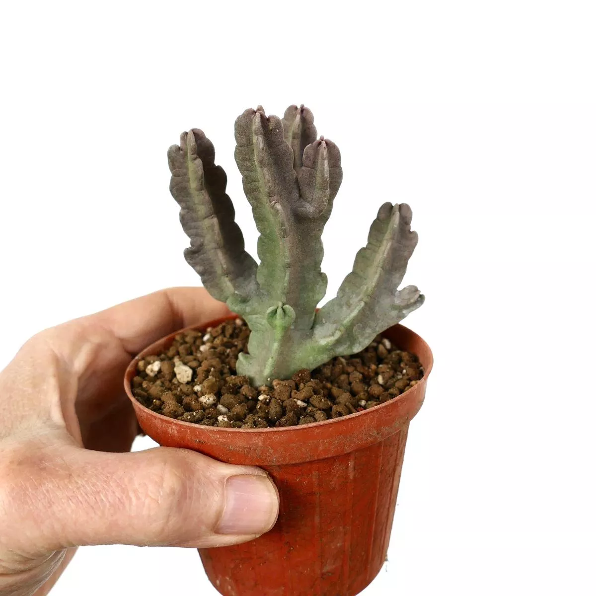 Caralluma flava ( big with several branches)