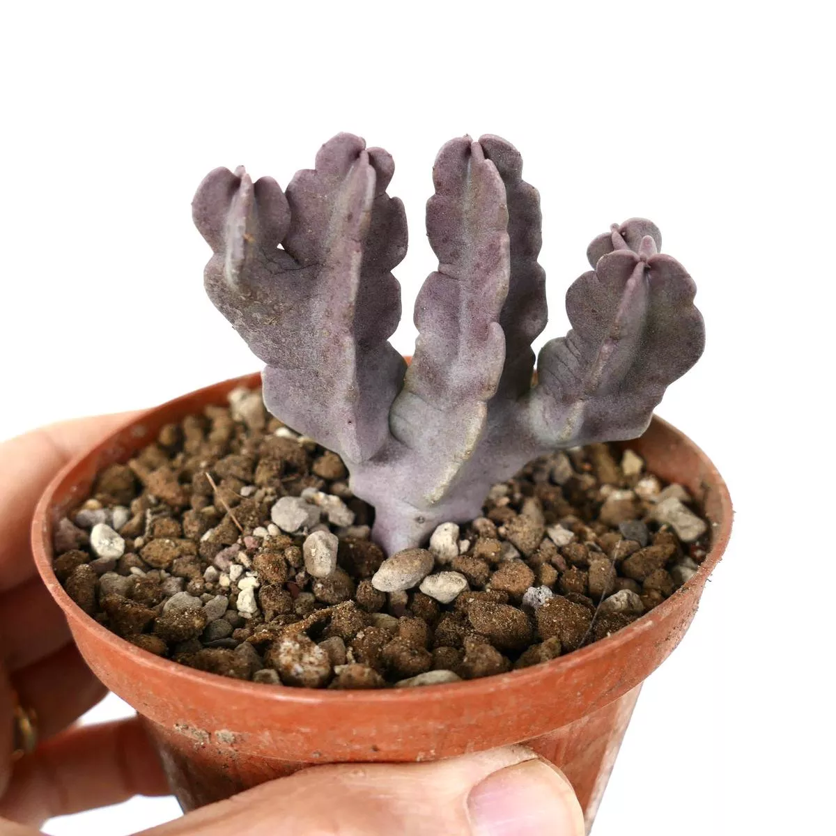 Caralluma flava (multibranched specimen)