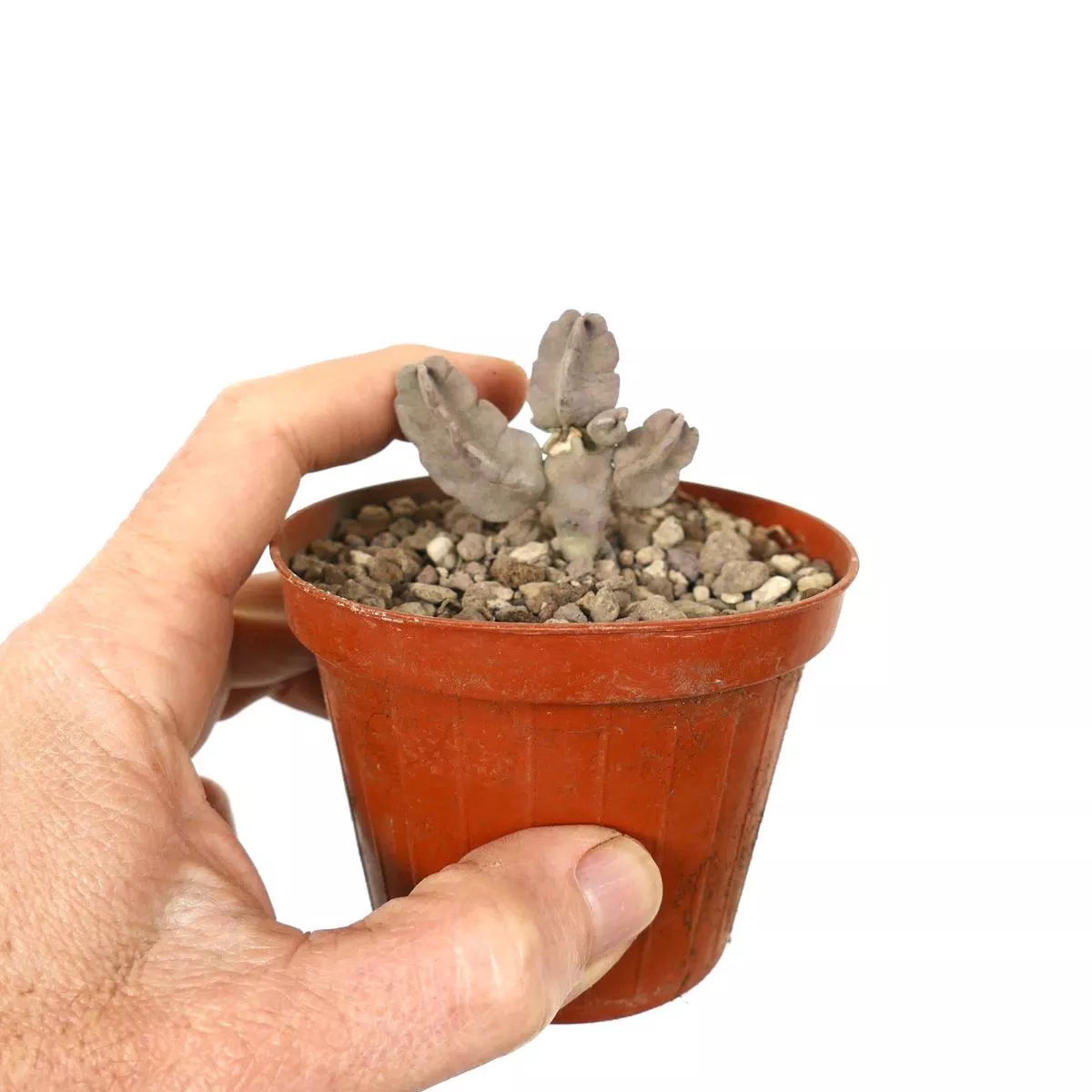 Caralluma flava (small with branches)