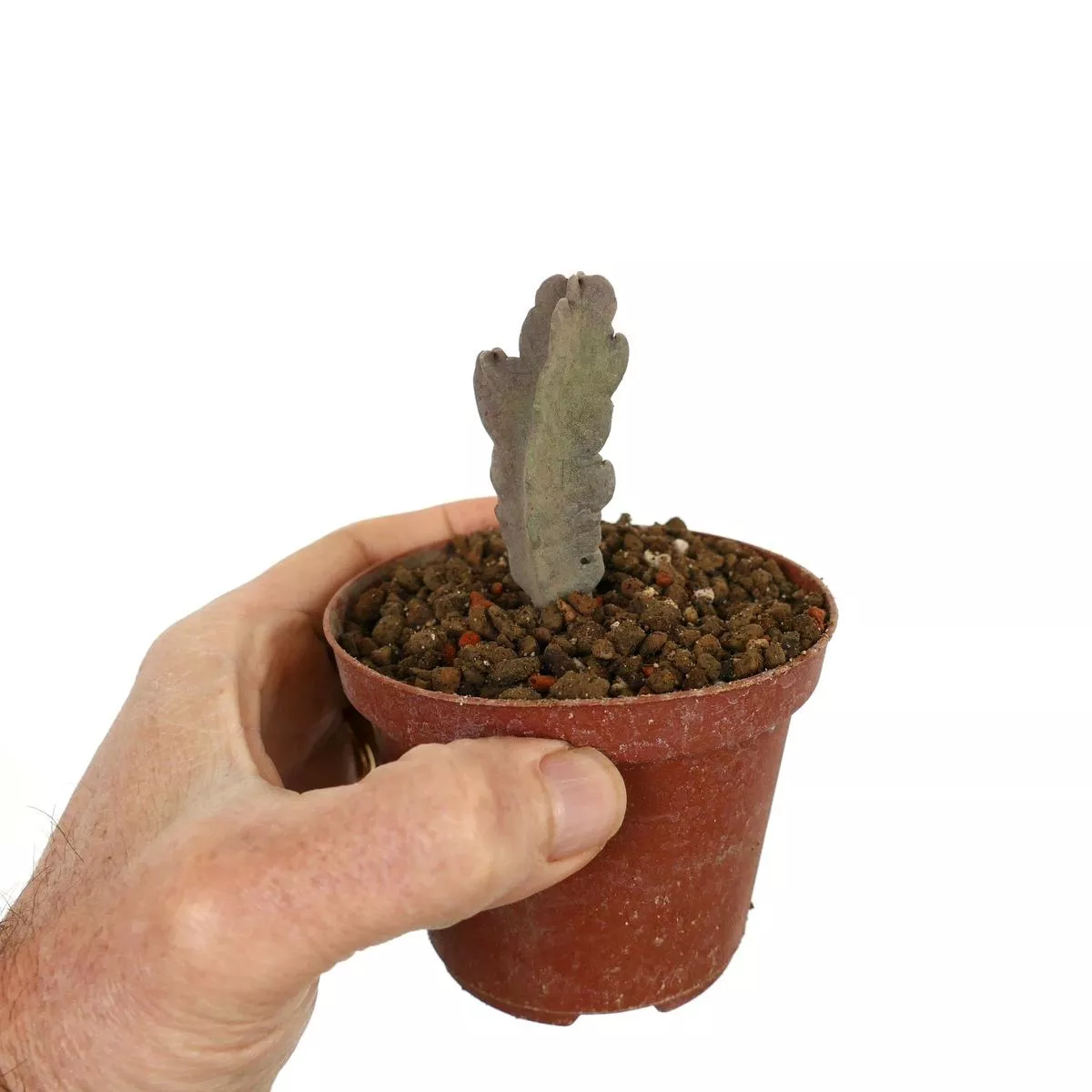 Caralluma flava