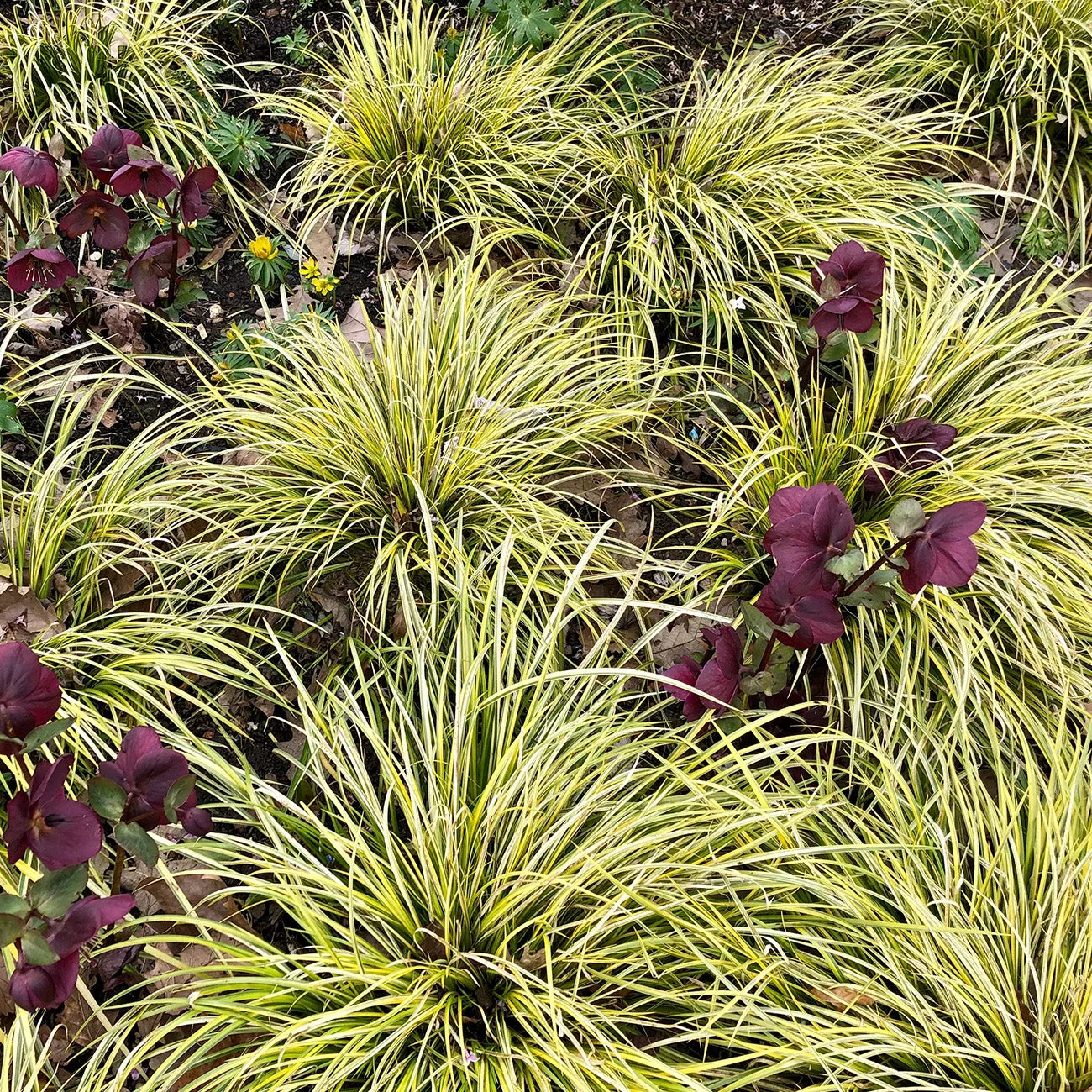 Carex Evergold Grass – 1 Gallon