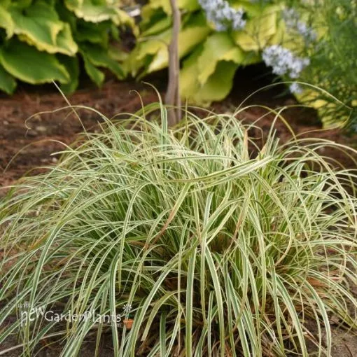 Carex 'Feather Falls' PP26199 - One Quart Pot