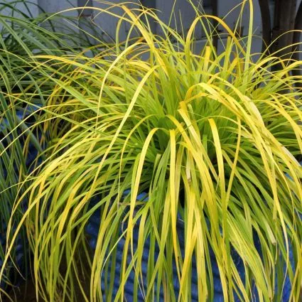 Carex oshimensis ‘Everillo’