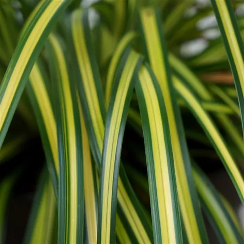 Carex oshimensis ‘Eversheen’