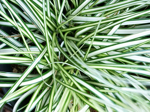 Carex oshimensis ‘Ice Cream’