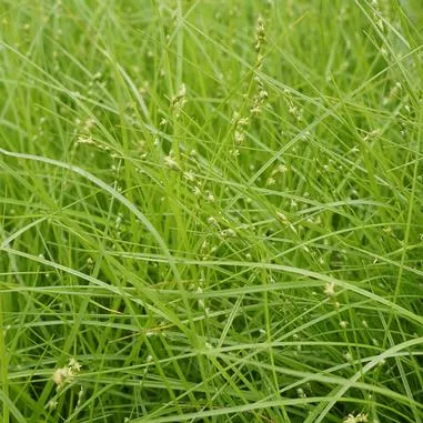 Carex rosea