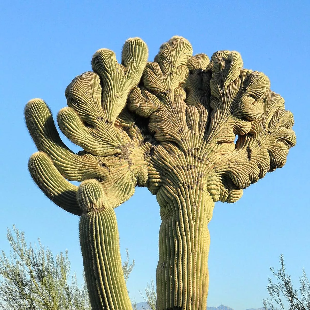 Carnegiea gigantea CRESTED SEEDS