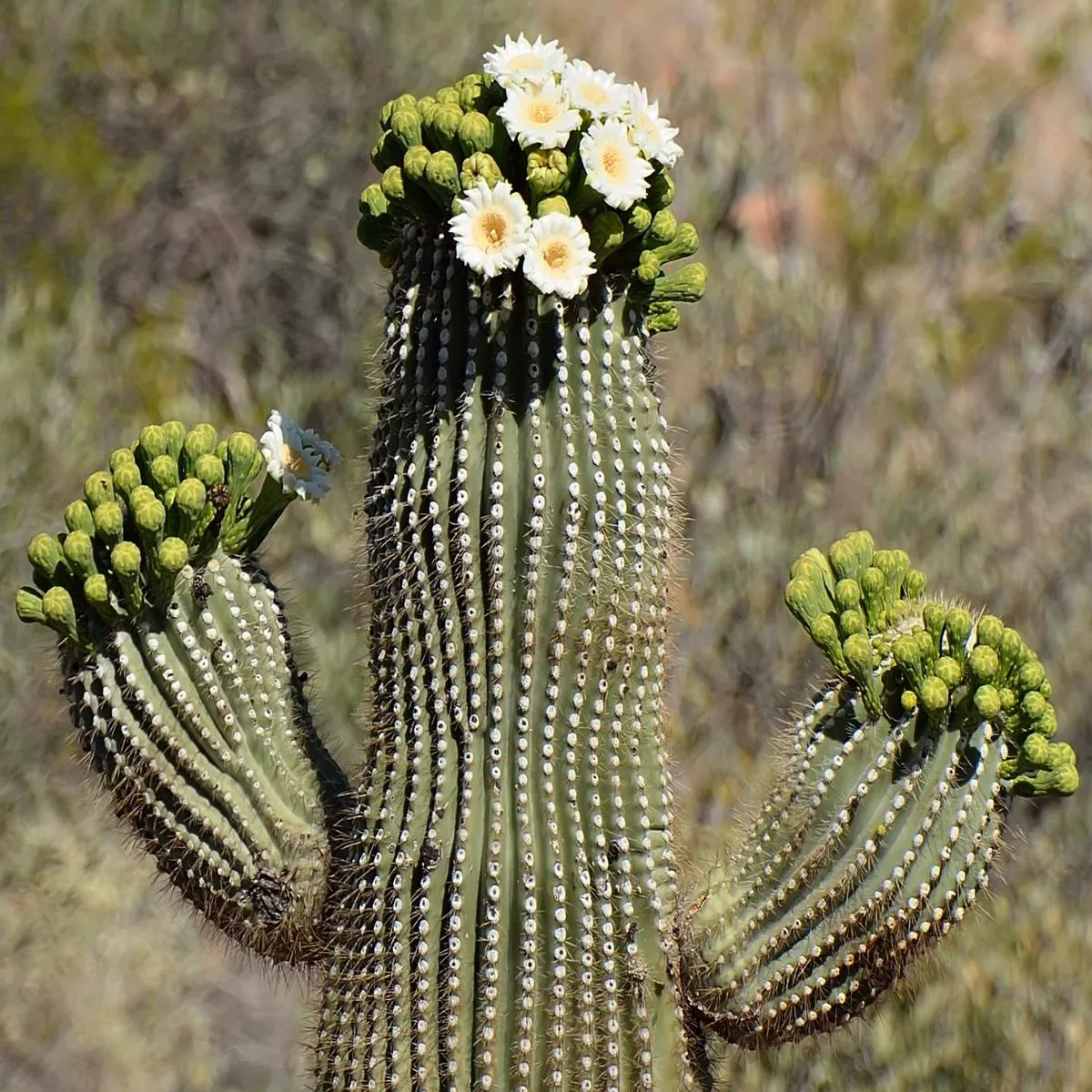 Carnegiea gigantea SEEDS