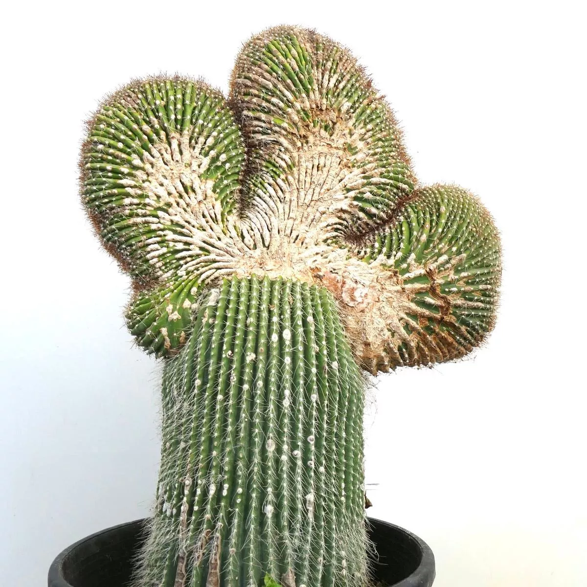 Carnegiea polylopha SAGUARO CRESTED 68x45cm
