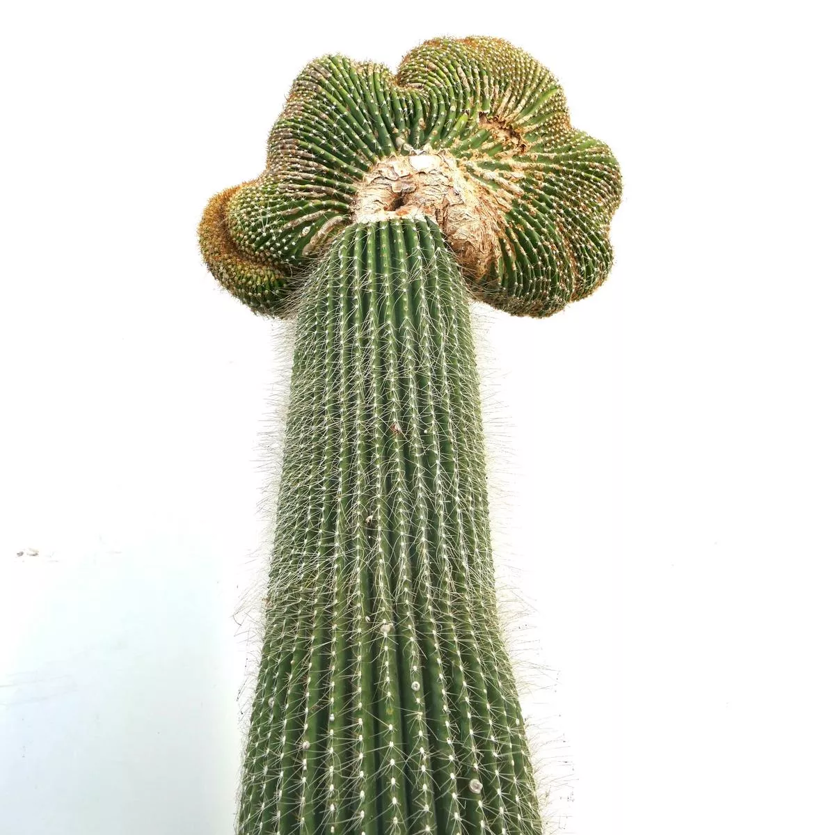 Carnegiea polylopha SAGUARO CRESTED 94X40cm