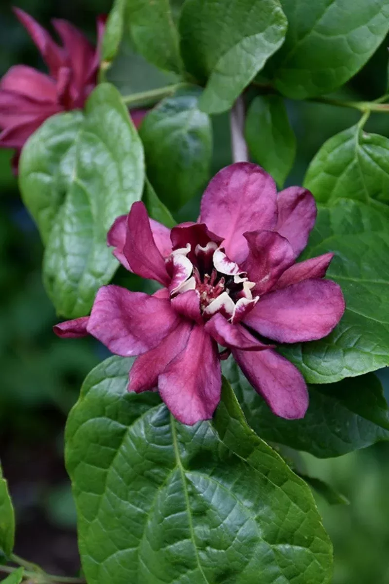 Carolina Allspice Hartlage