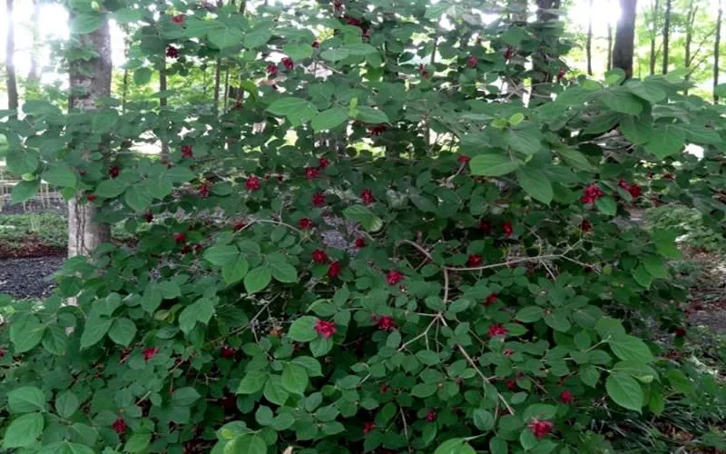 Carolina Allspice