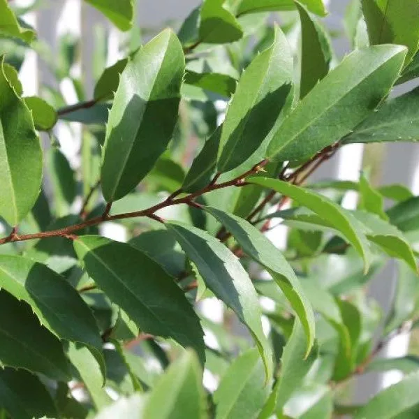 Carolina Cherry Laurel – 5 Gallon