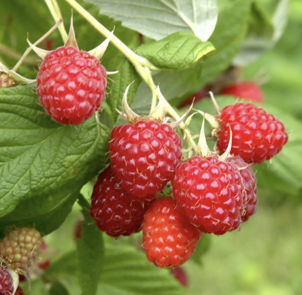 Caroline Red Raspberry (bareroot)