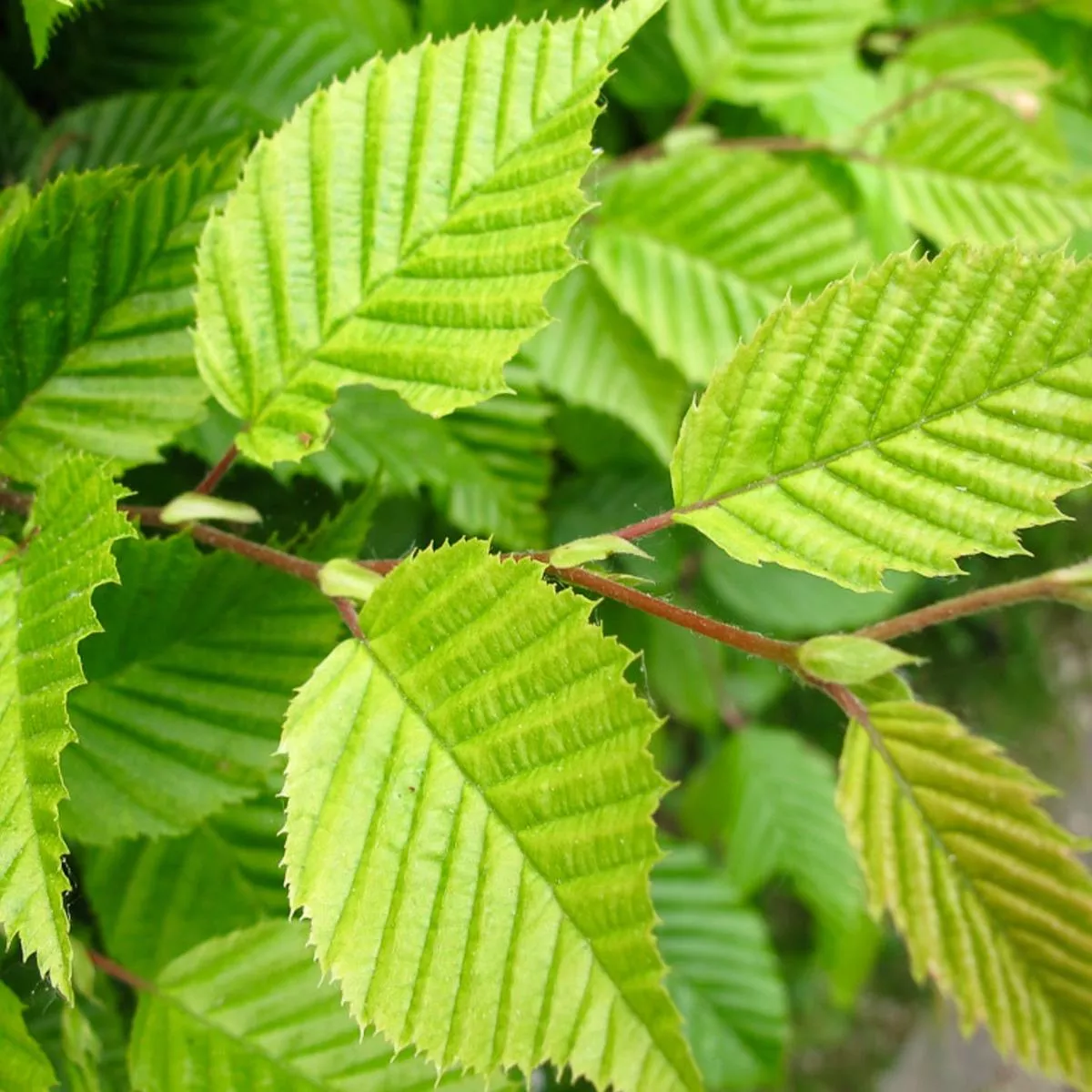 Carpinus betulus cv’fastigiata ’ 100-150cm