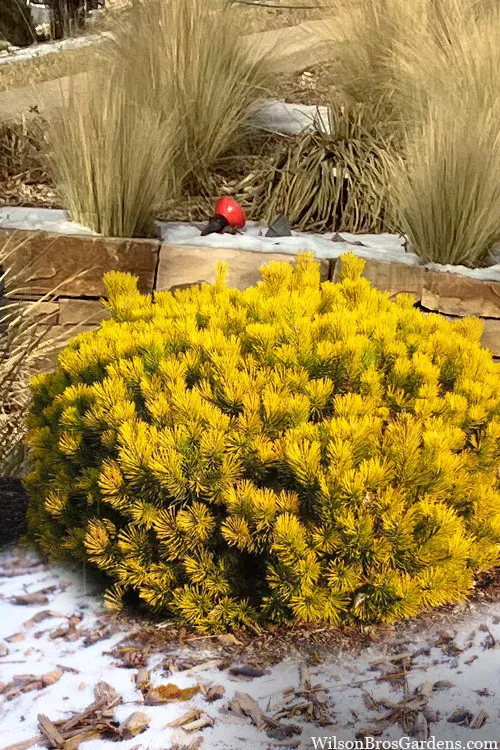 Carsten's Wintergold Mugo Pine - 1 Gallon Pot