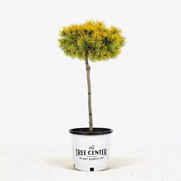 Carsten’s Wintergold Mugo Pine – Tree Form