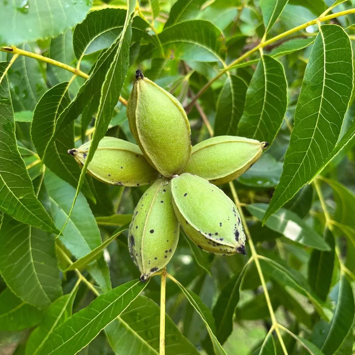 Carya illinoinensis