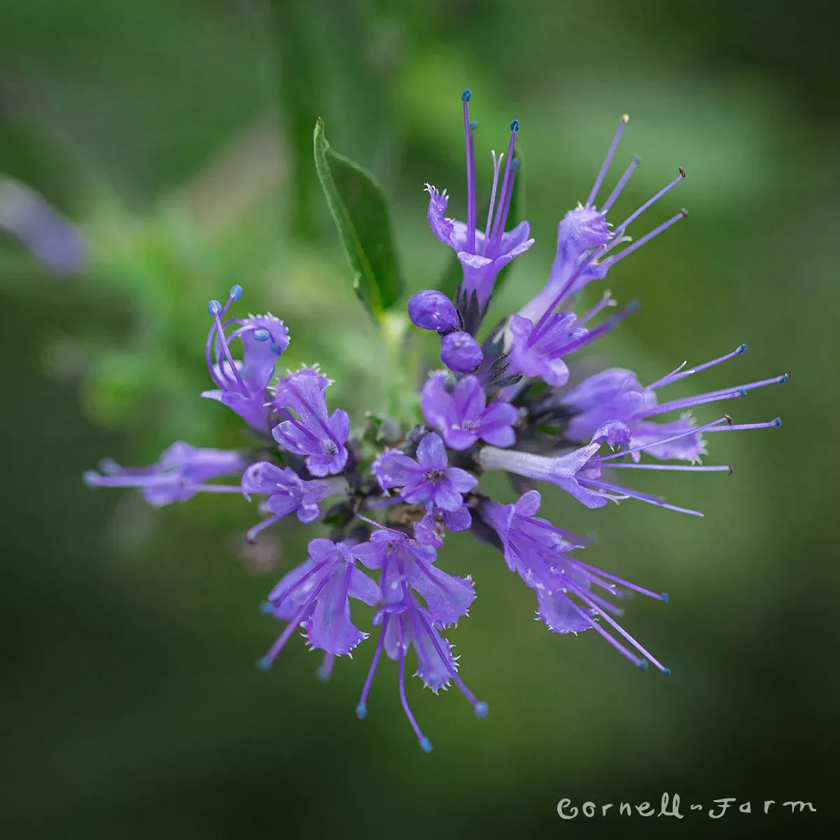 Caryopteris Dark Knight 1gal Bluebeard