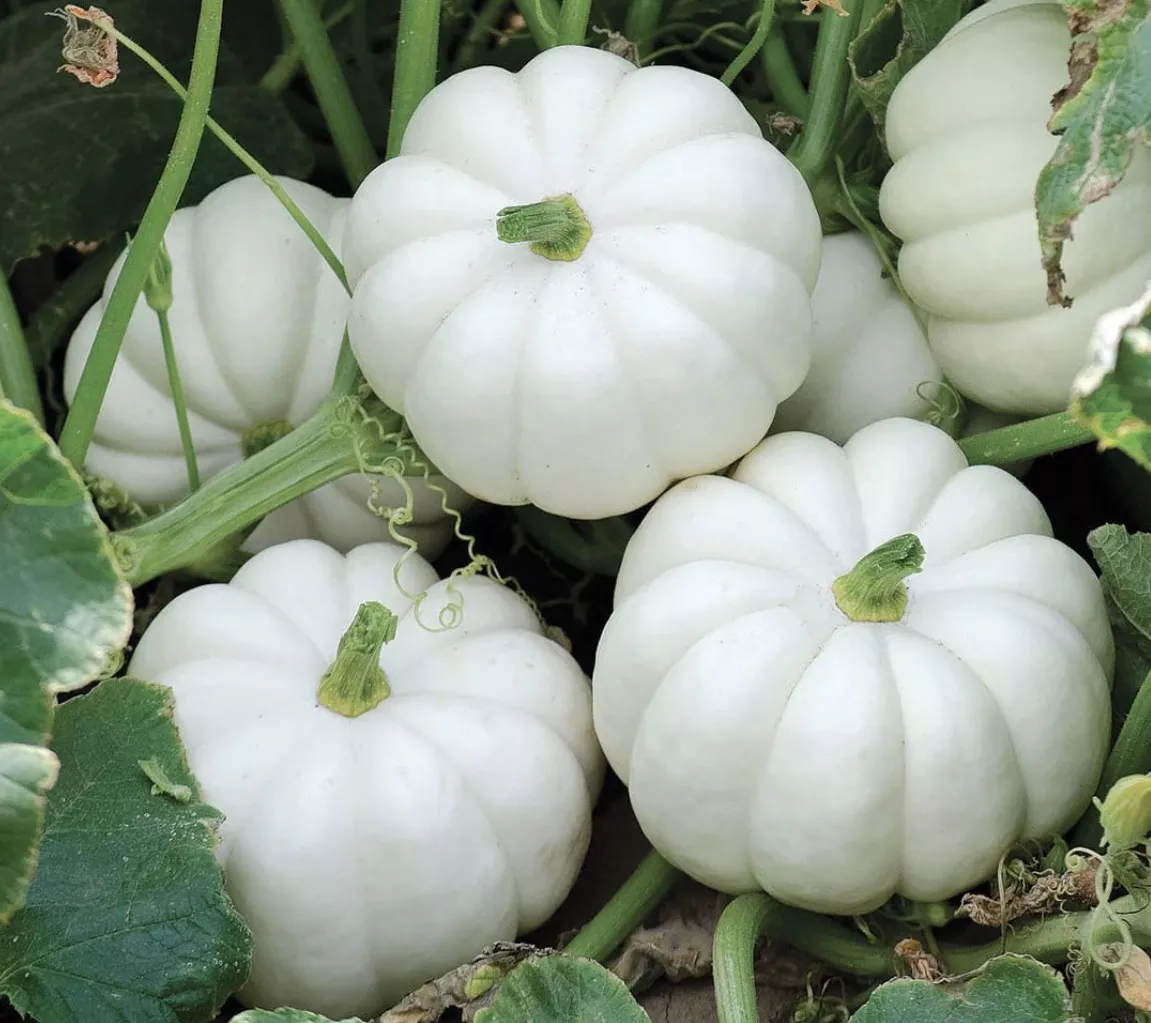 Casperita Pumpkin