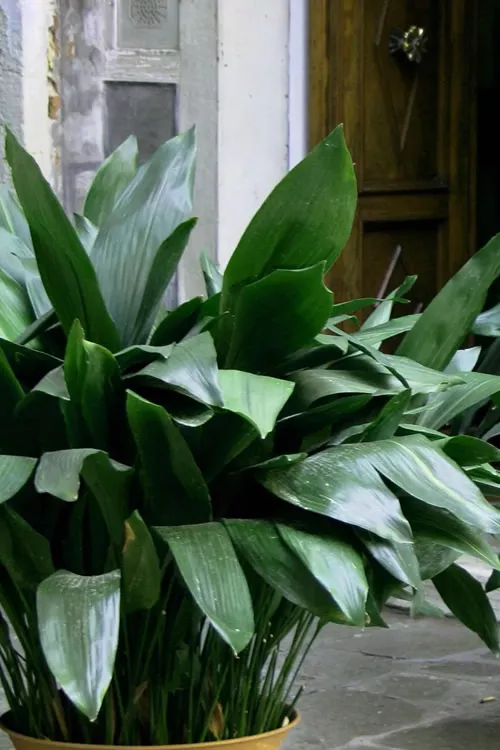 Cast Iron Plant - 1 Gallon Pot