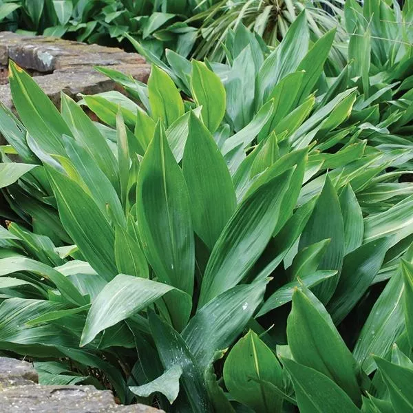 Cast Iron Plant – 5 Gallon