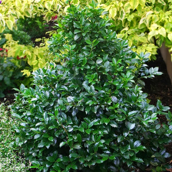 Castle Spire Blue Holly