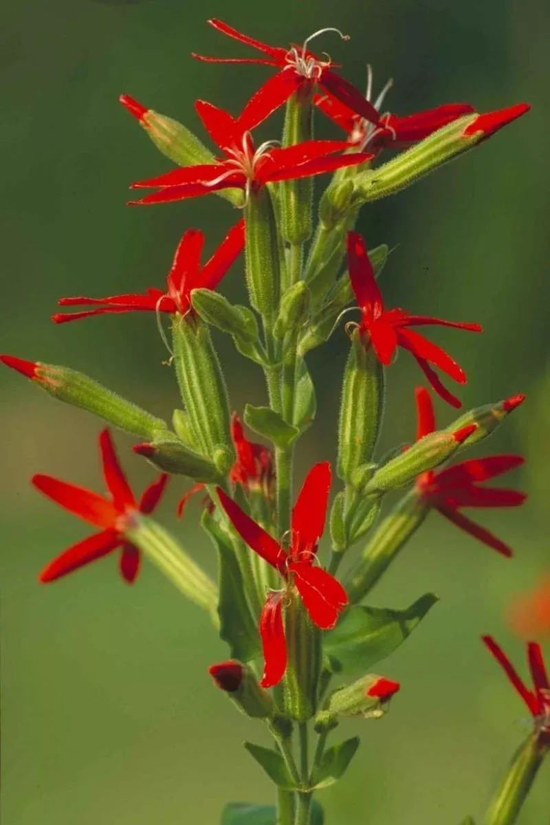 Catchfly, Red