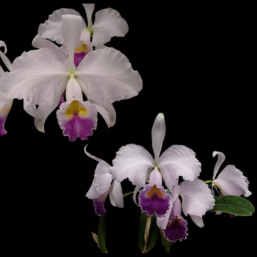 Catt. trianaei coerulea